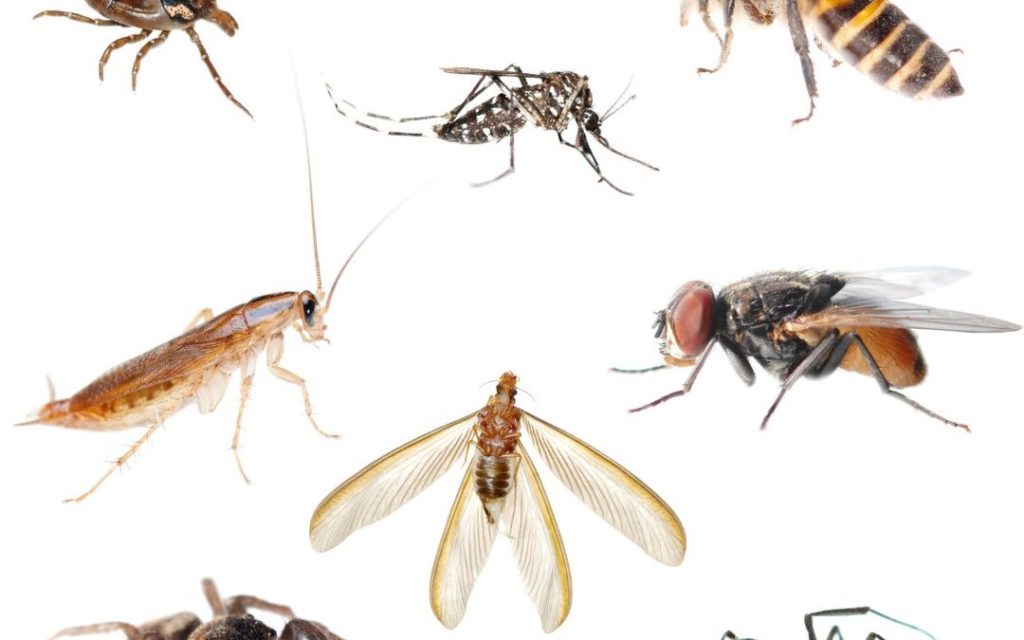 indoor house pests        <h3 class=